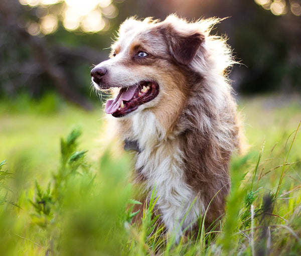 9 Dog Diseases You Can Prevent