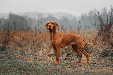 HUNTING hungarian vizsla DOG in the field on the hunt