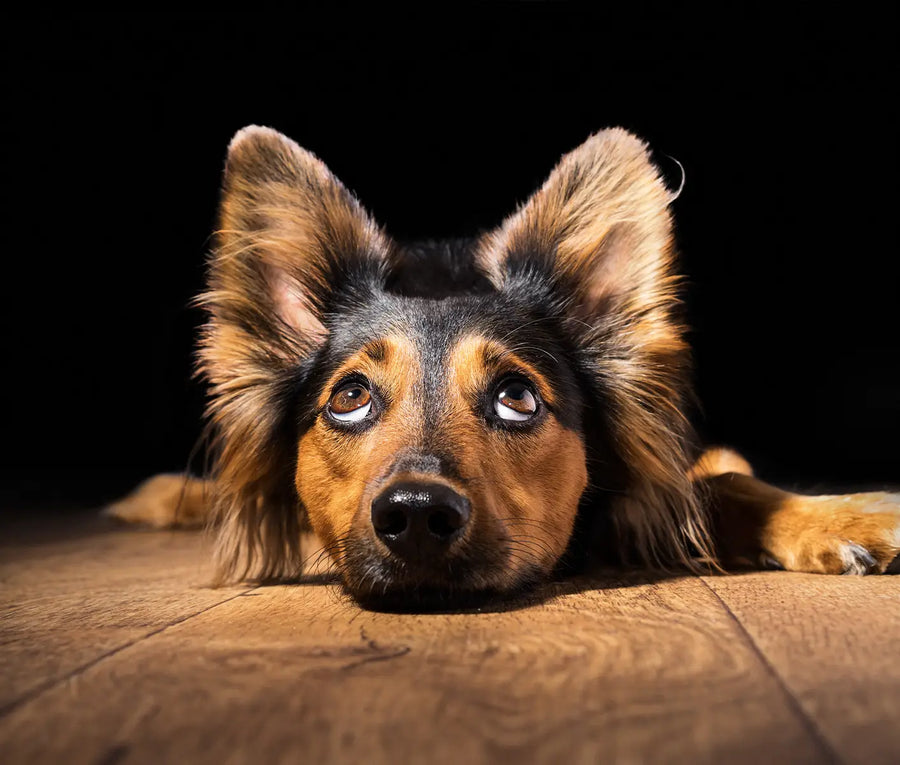 Campylobacteriosis: Campylobacter in Dogs and Cats