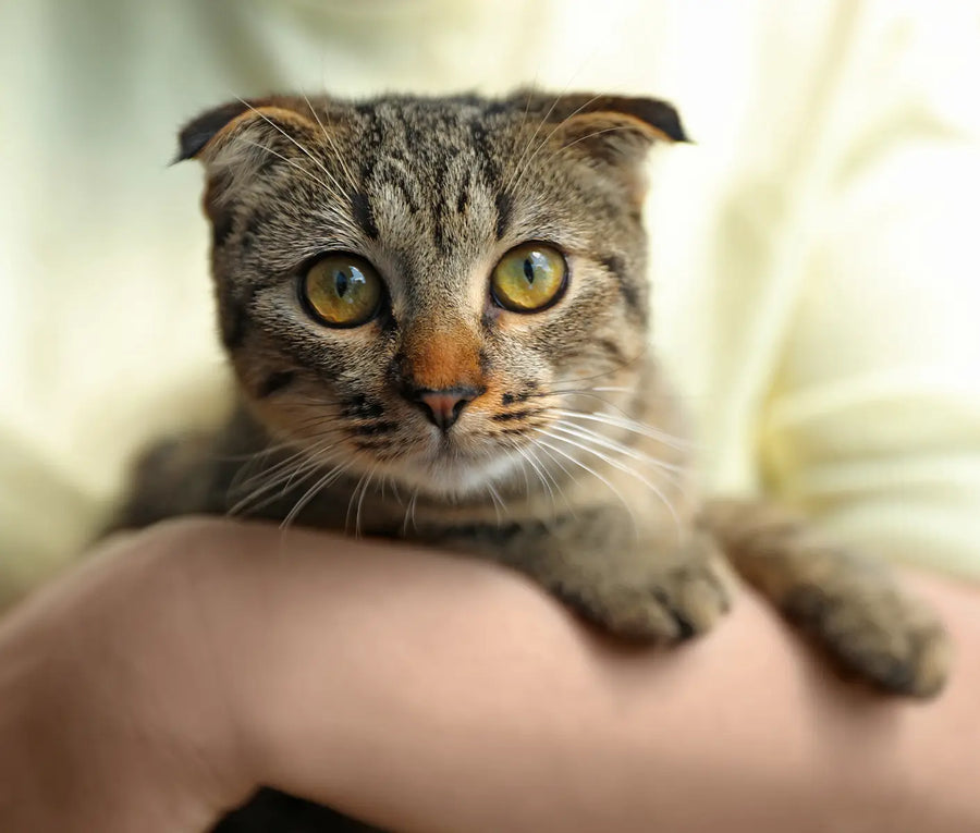 Cat Vaccine FAQs