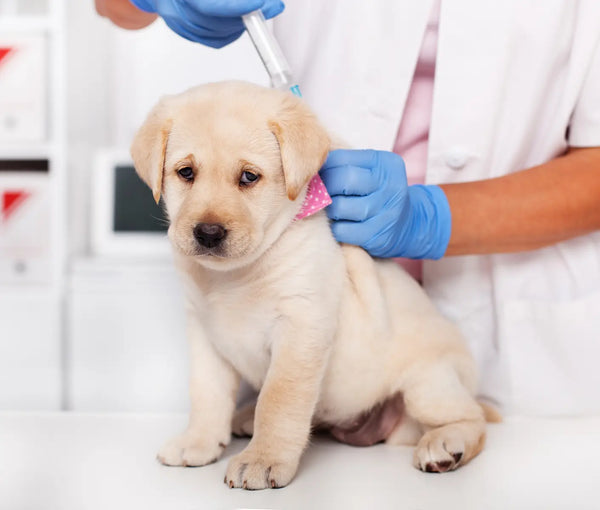 Dog Vaccine FAQs