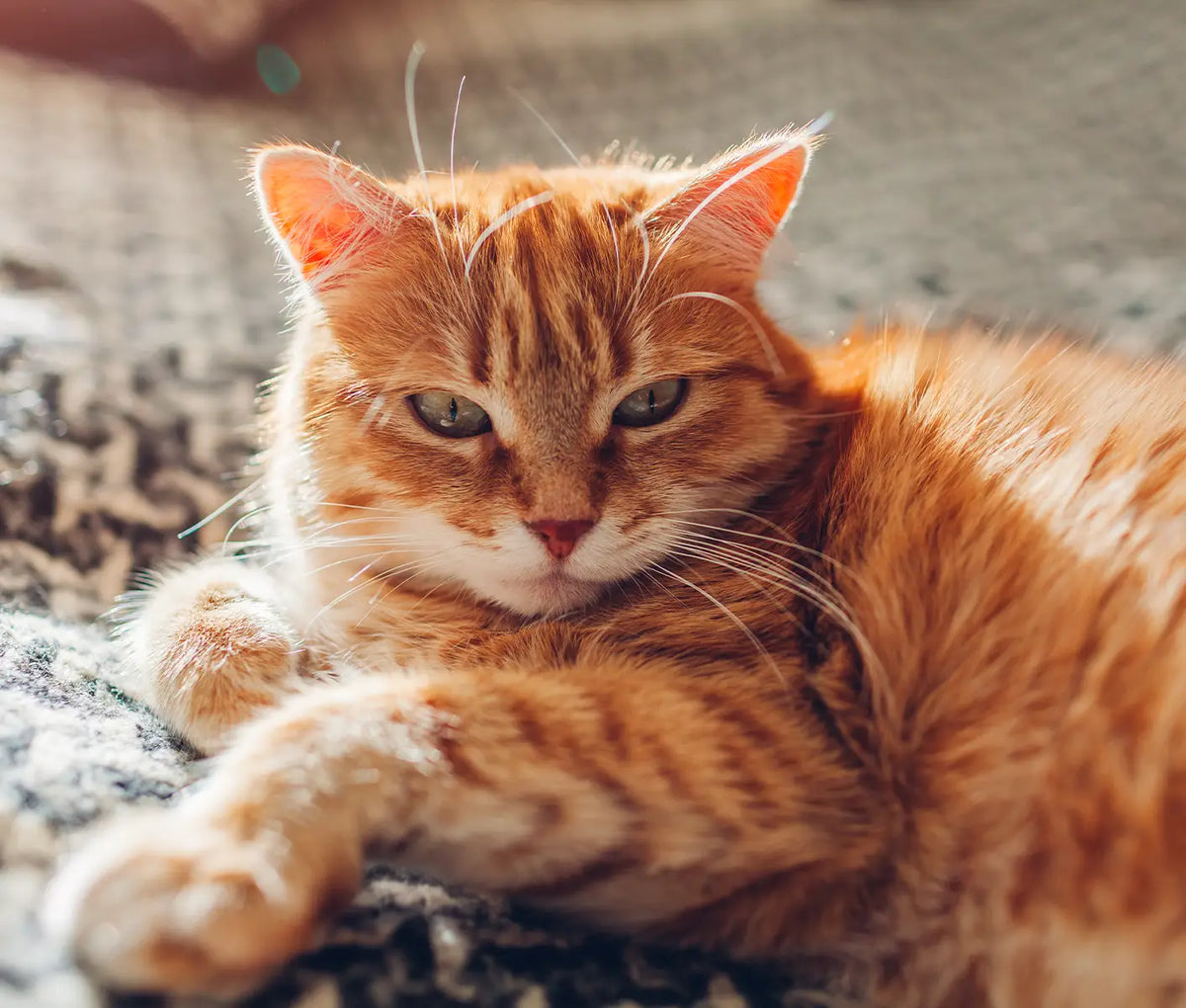 Feline Calicivirus: Symptoms, Prevention and Treatment