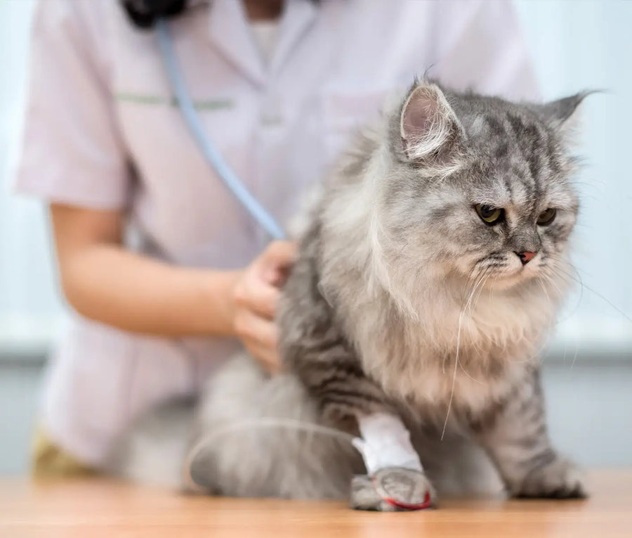 Feline Coronavirus and FIP in Cats