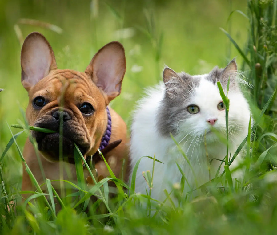 Heartworm in Dogs and Cats