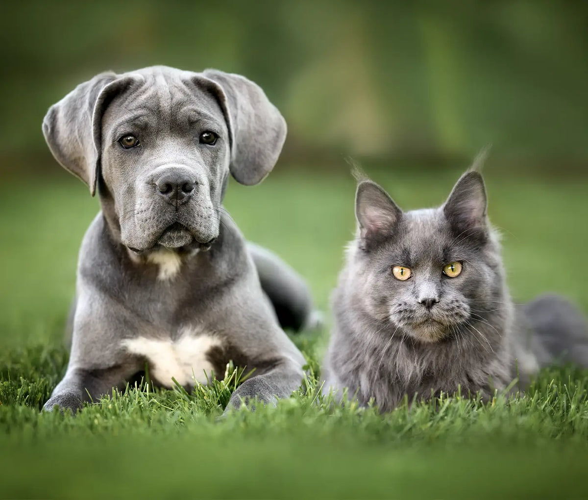 How to Treat Mange in Dogs and Cats