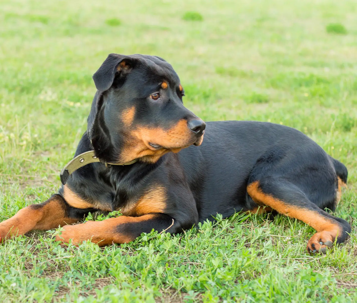 Leptospirosis in Dogs