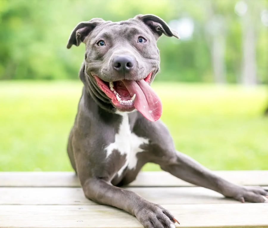 Lyme Disease in Dogs