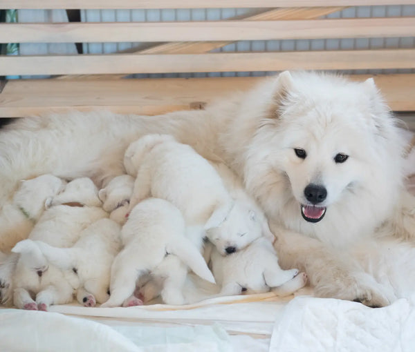 E. Coli in Dogs: Managing E. Coli in the Kennel