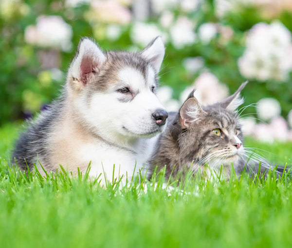 Managing Intestinal Parasites in Dogs and Cats