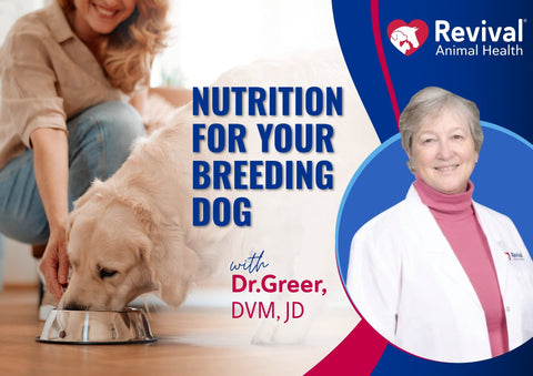 Webinar: Nutrition for Your Breeding Dog