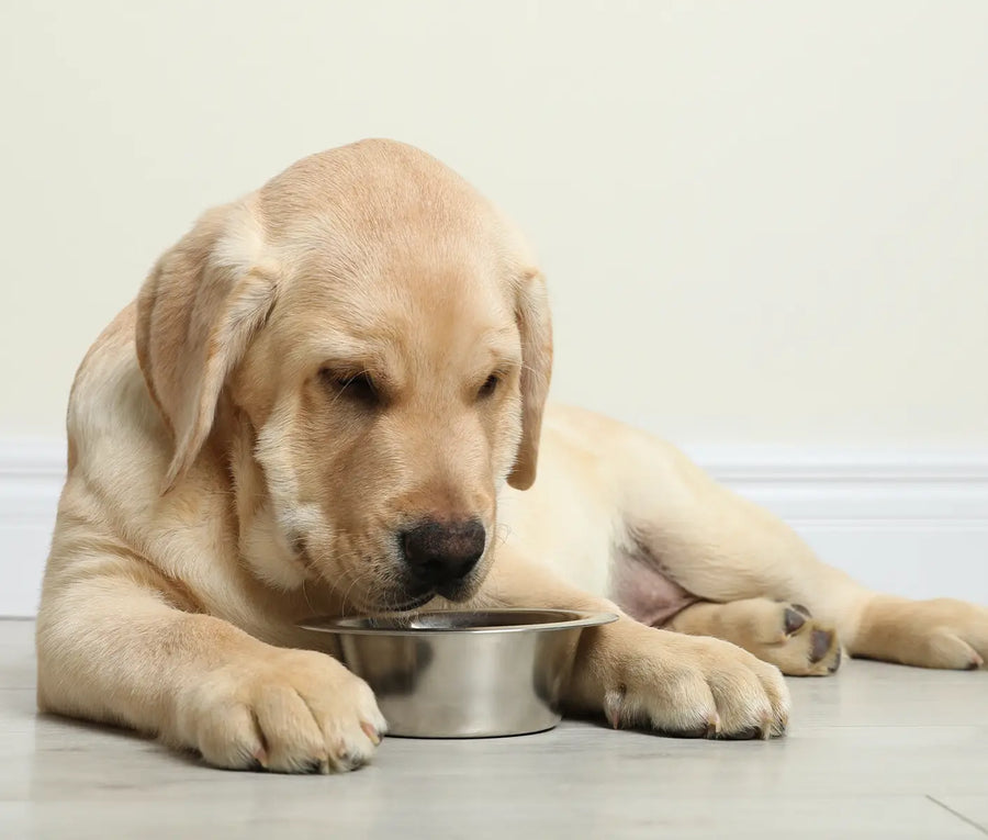 Raw Diets for Dogs: Benefits, Risks, and What Every Pet Owner Should Know