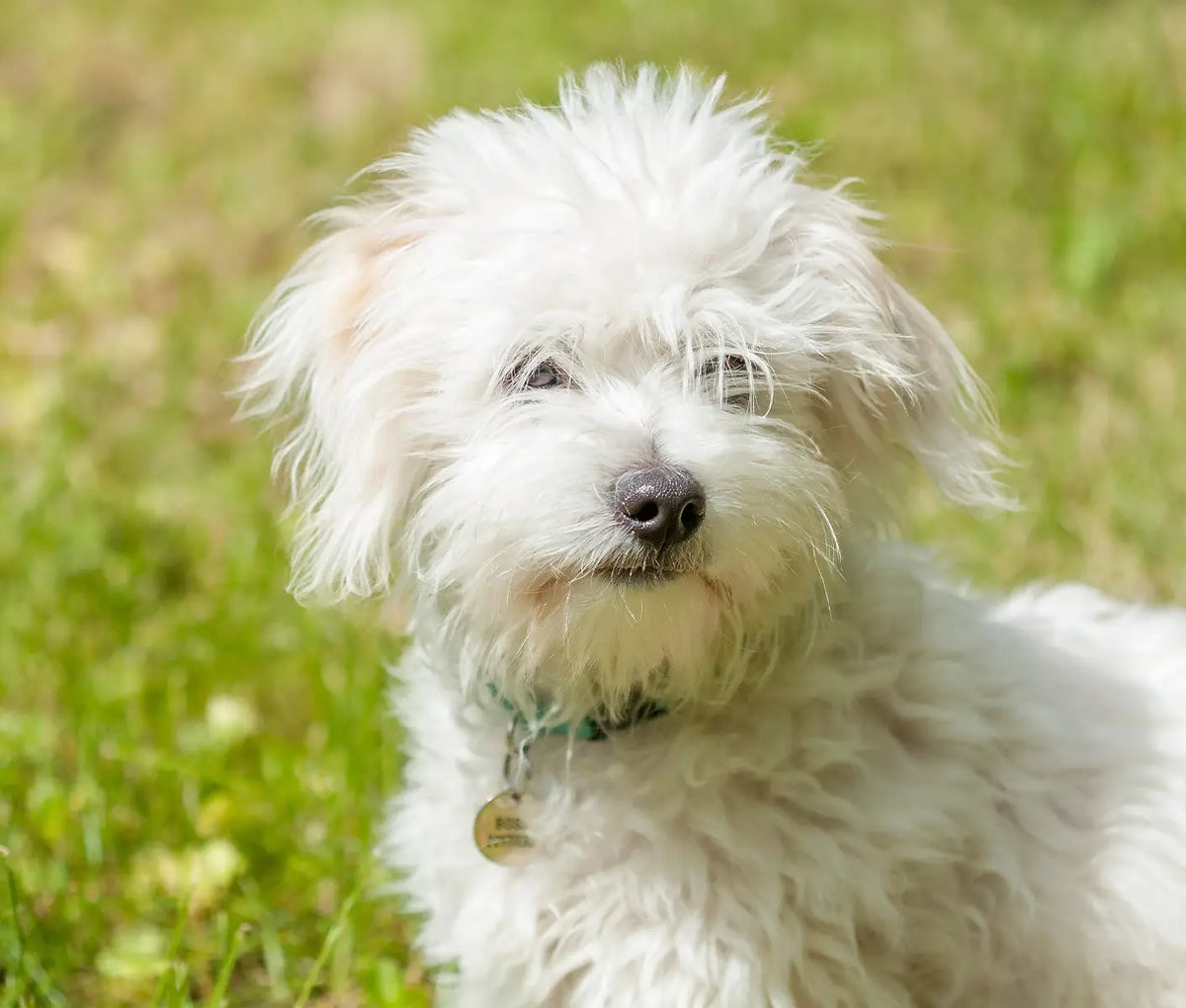 Tear Stains on Dogs and Cats