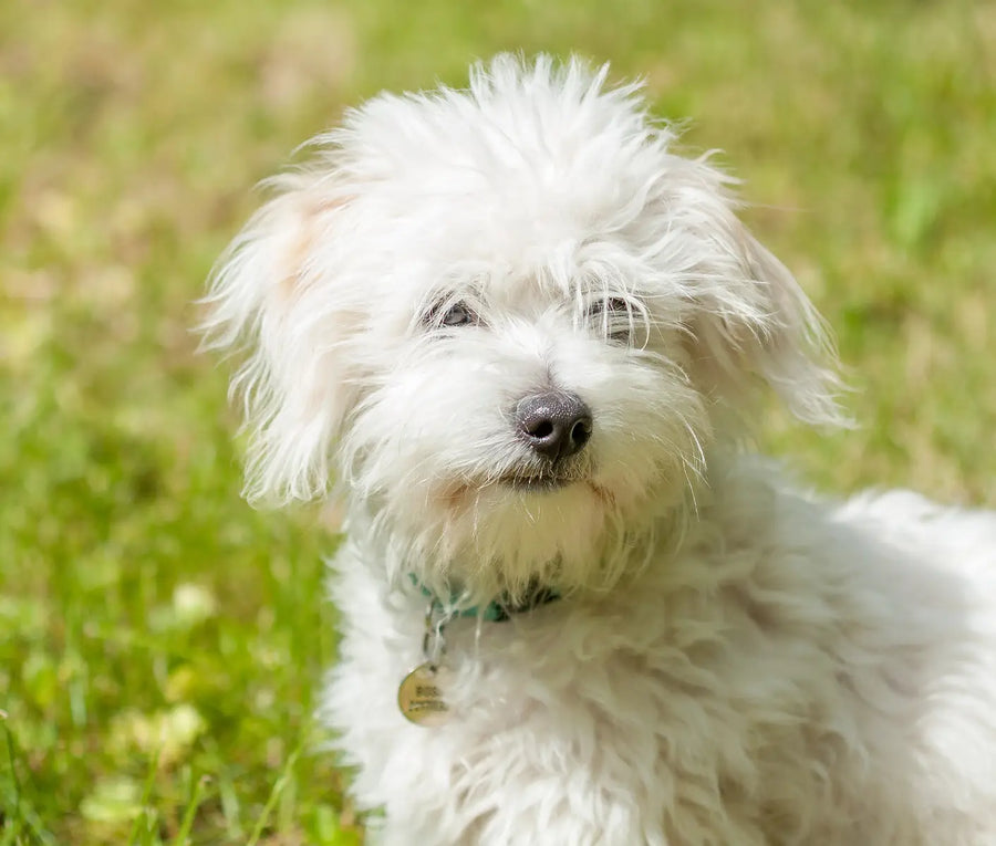 Tear Stains on Dogs and Cats