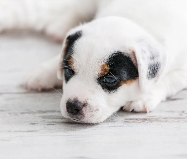 Treating Diarrhea in Newborn Puppies or Kittens
