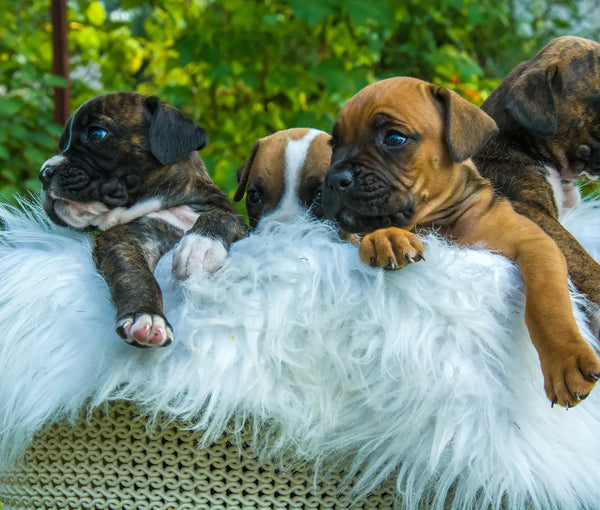 Upper Respiratory Infections: URI in Dogs