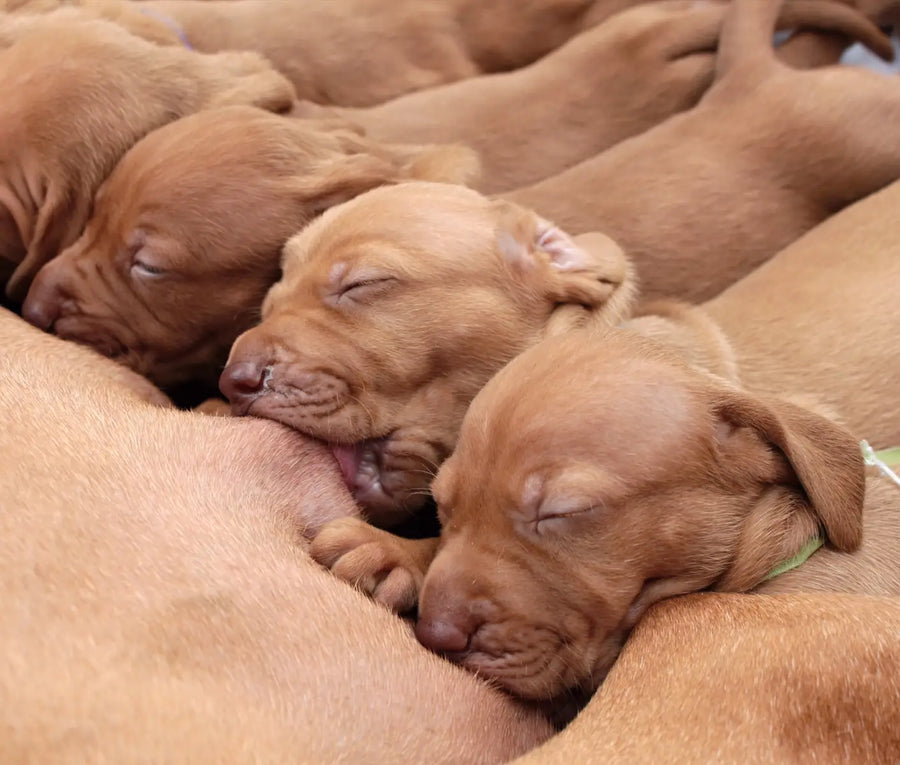 What You Need to Know About Colostrum