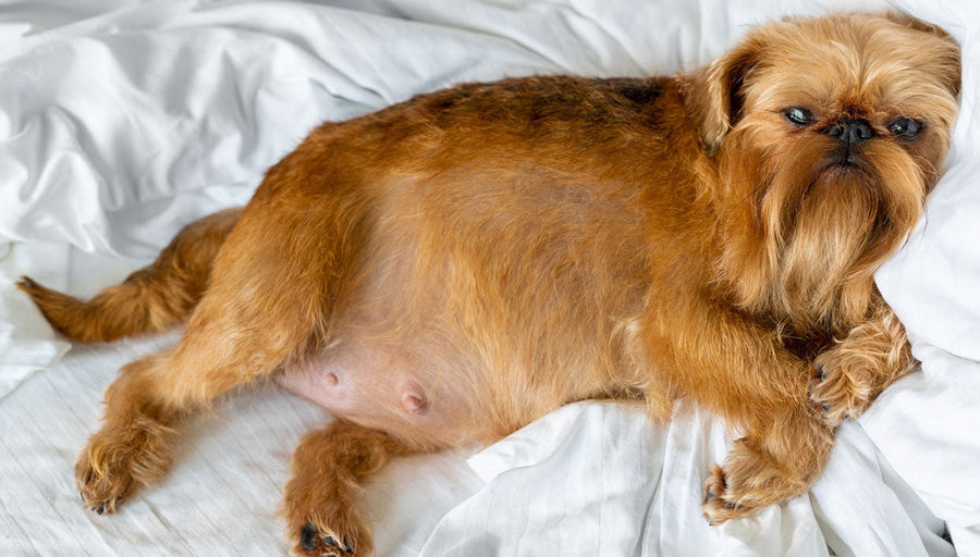 Reproduction Timeline for Female Dogs & Newborn Puppies