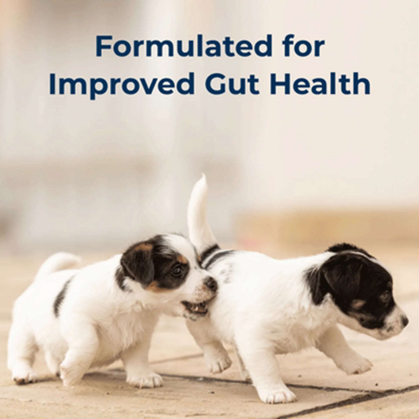 PetAg Goat's Milk Esbilac Puppy Milk Replacer Liquid for Puppies,"Two black and white puppies walking"