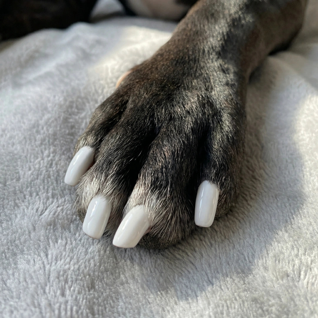 Non-toxic Nail Polish,"Dog paw with glossy white painted nails"