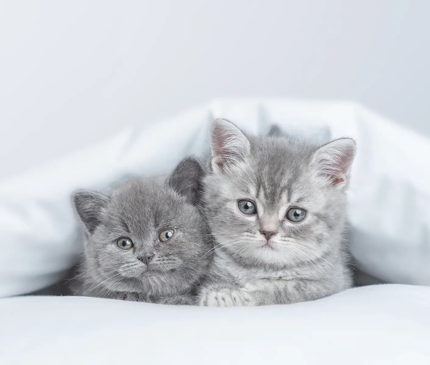 gray kittens