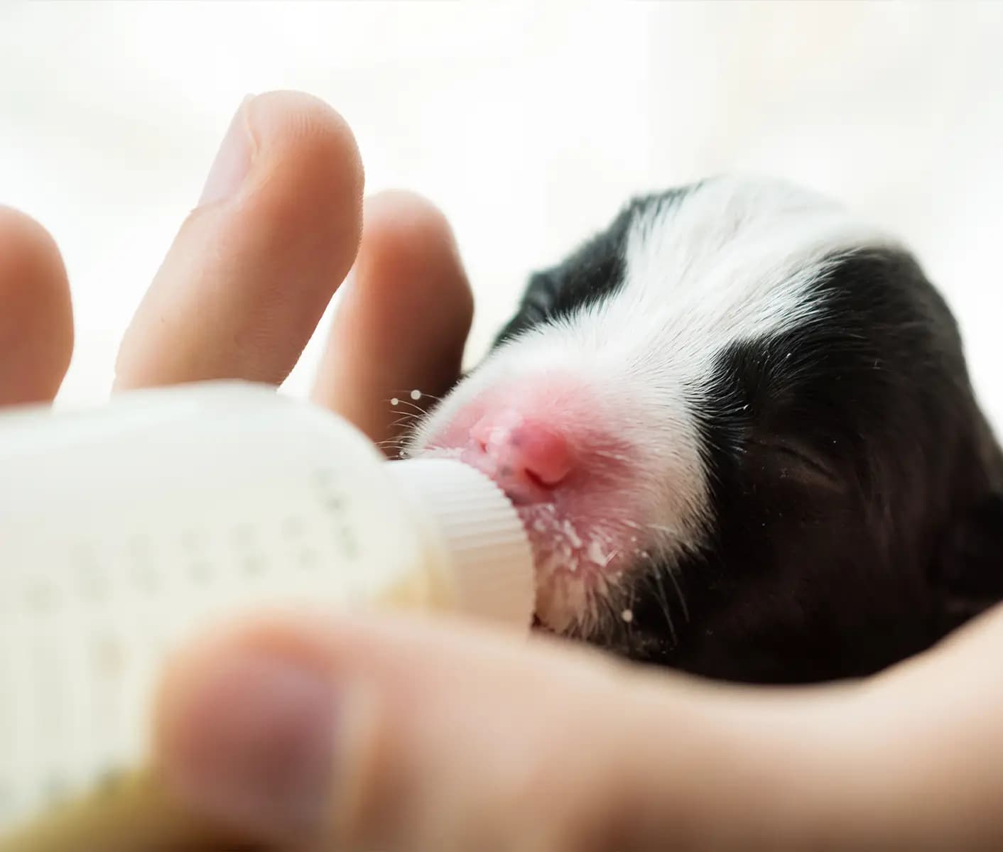 How often should you feed newborn puppies best sale