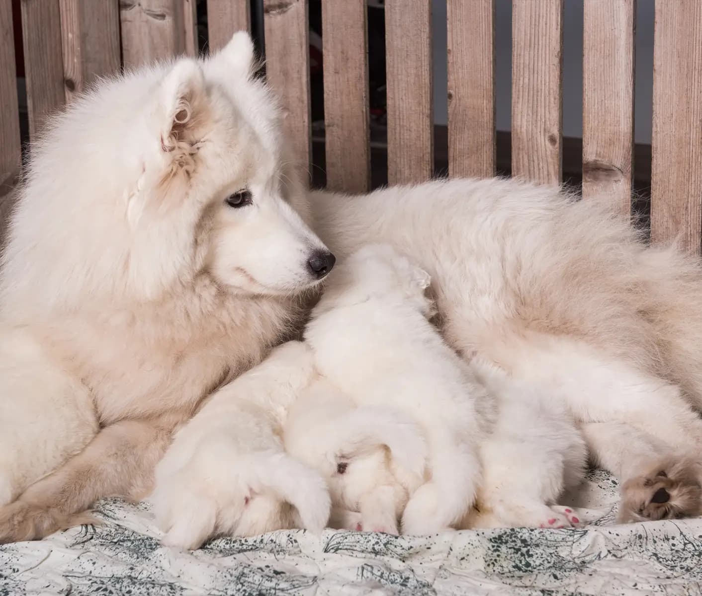 dog nursing litter