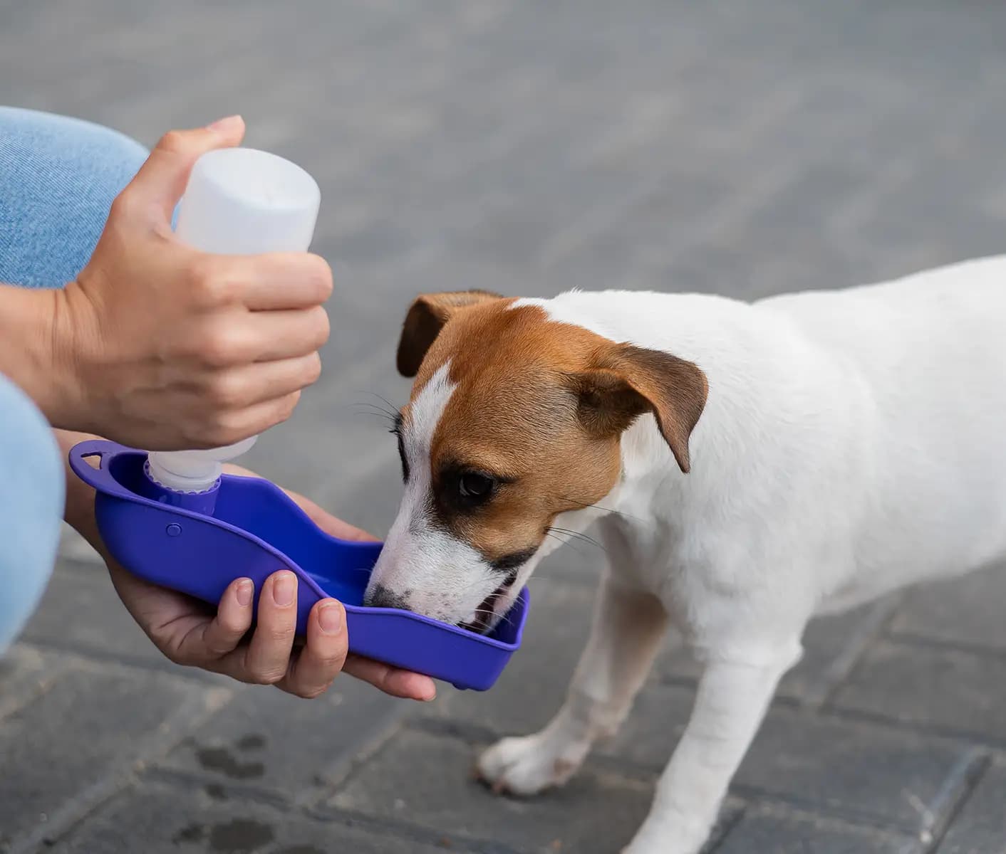 Lixit dog water sales bottle