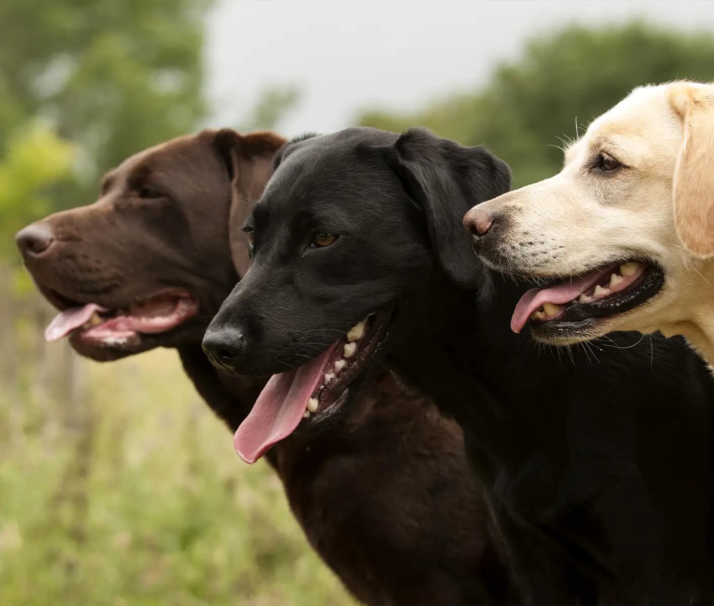 Labrador female dog menstrual 2024 cycle