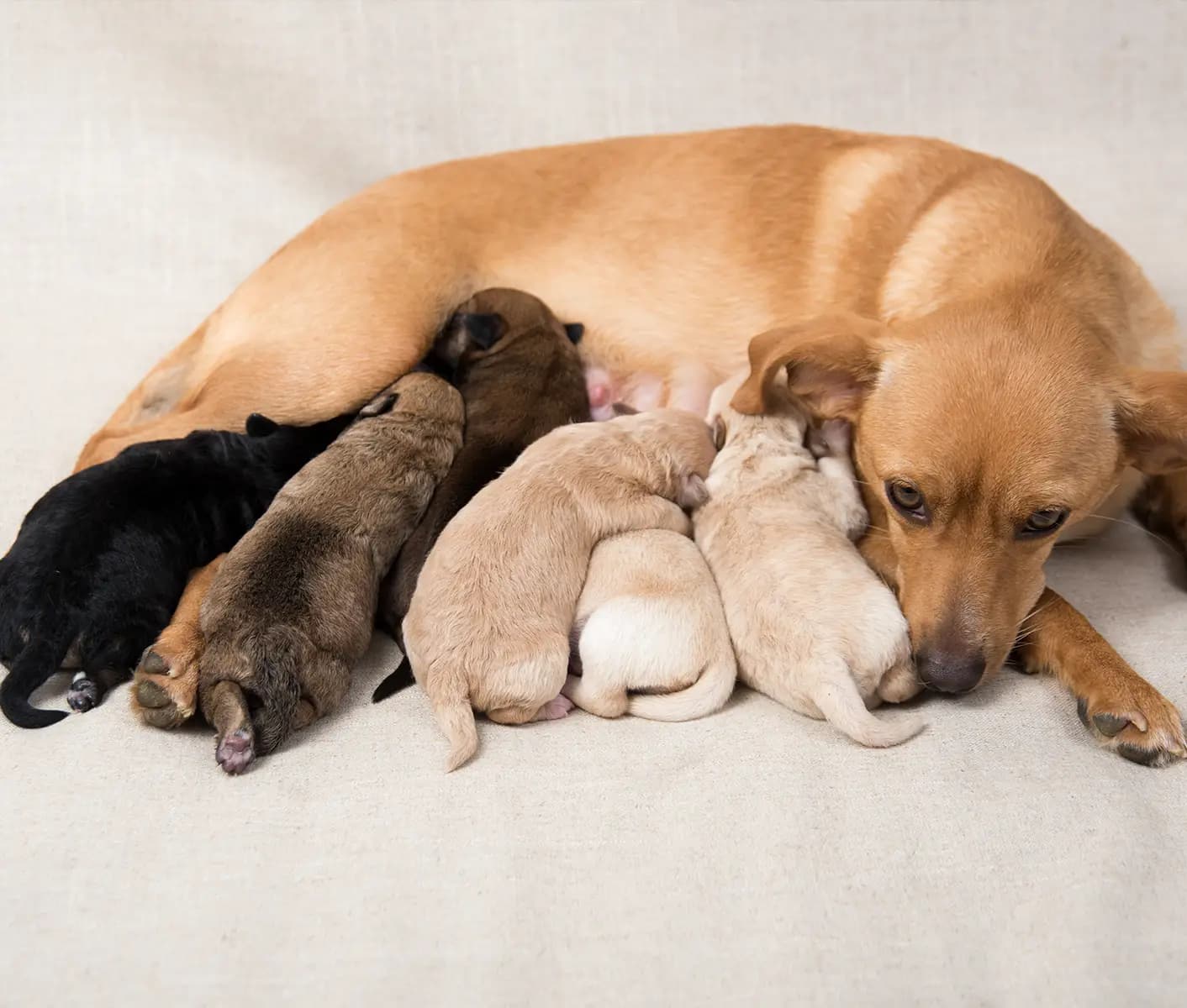 Liquid calcium store for whelping dogs