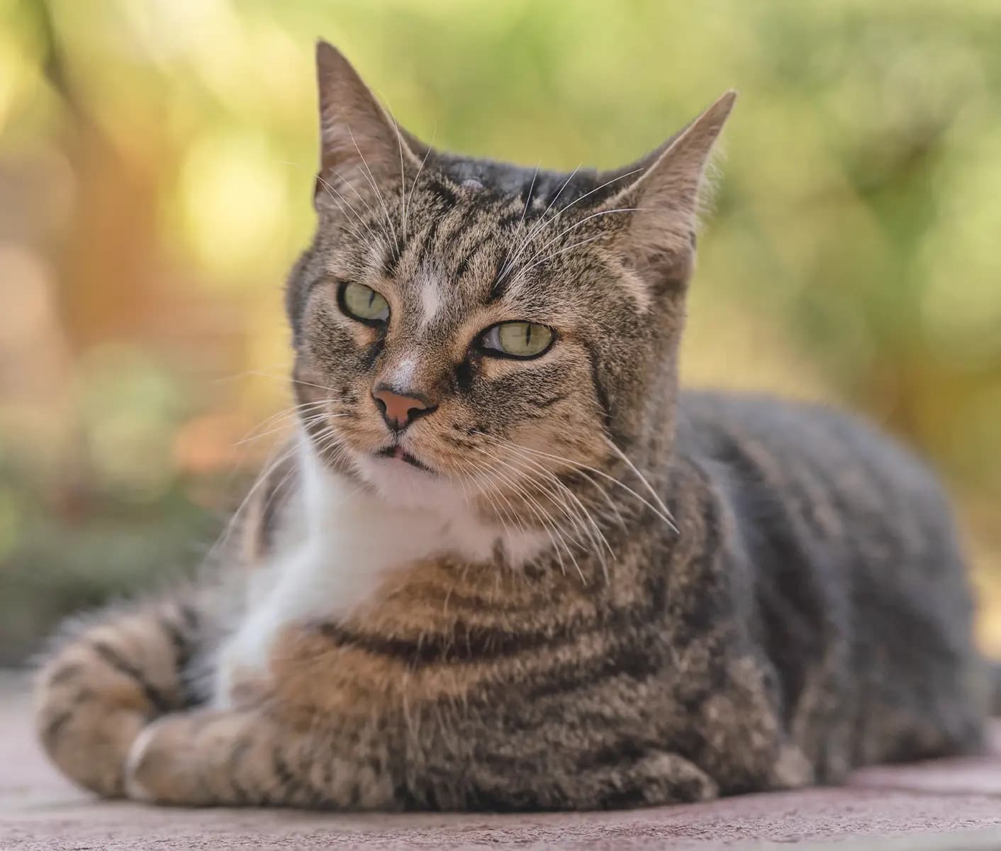 Feline herpes outlet medication