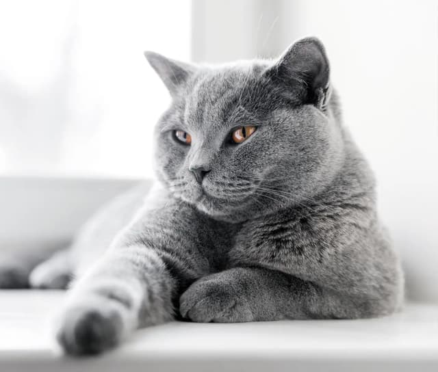 gray cat