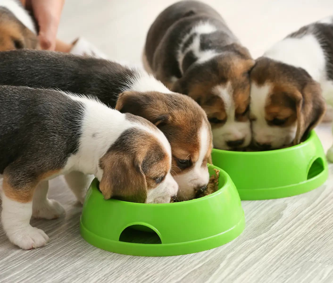 How to get puppy to eat more best sale