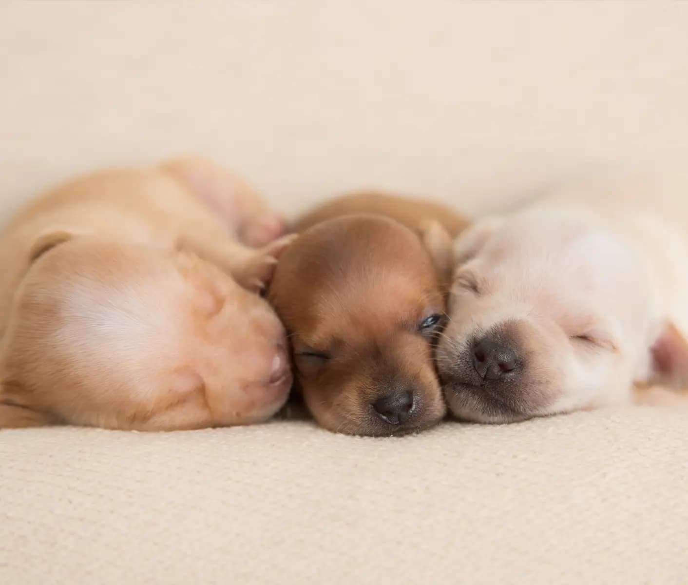 How often do newborn puppies need to outlet eat