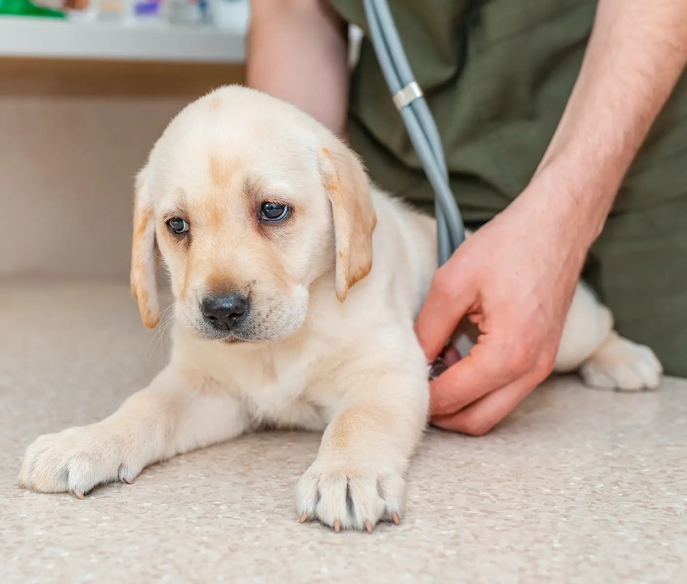 When do puppies show signs best sale of parvo