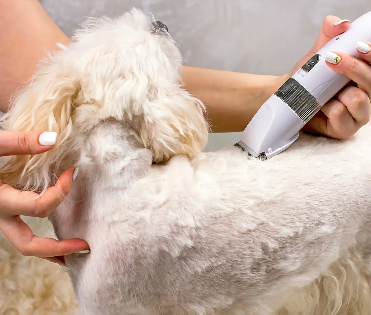 The clipper 2024 dog grooming