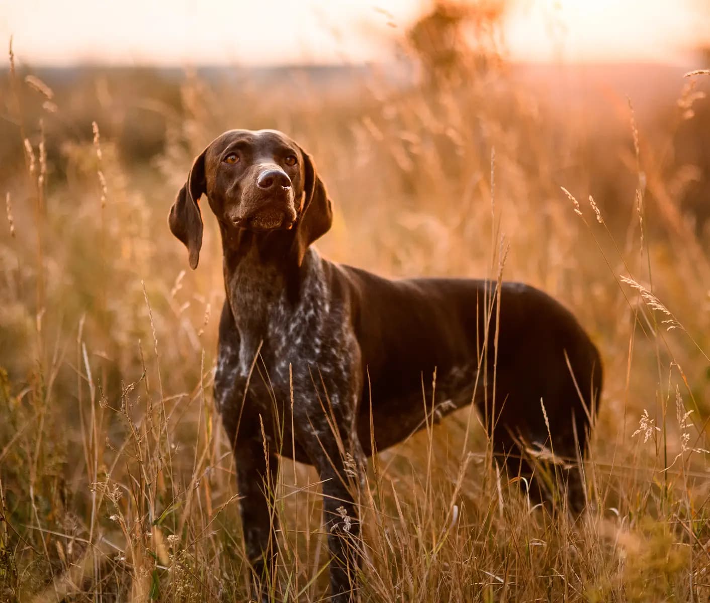 dog in field