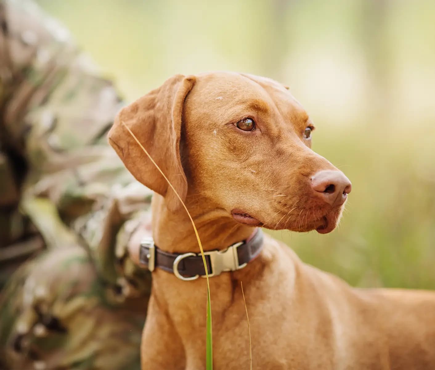 Hunting dog supply hot sale stores near me