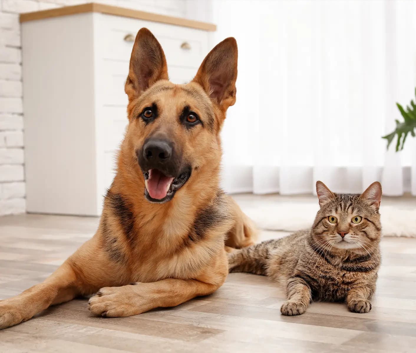 dog and cat