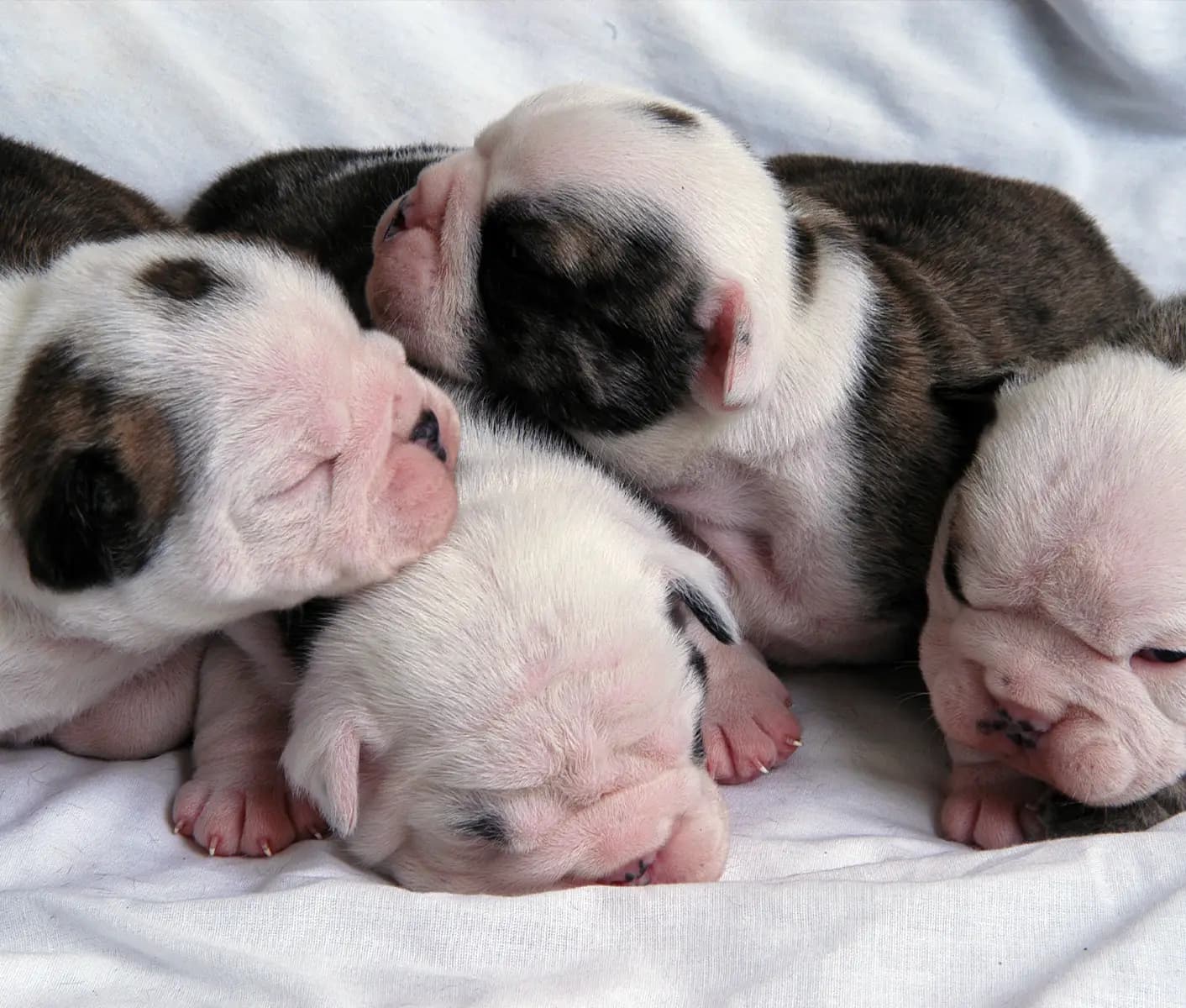 newborn puppies