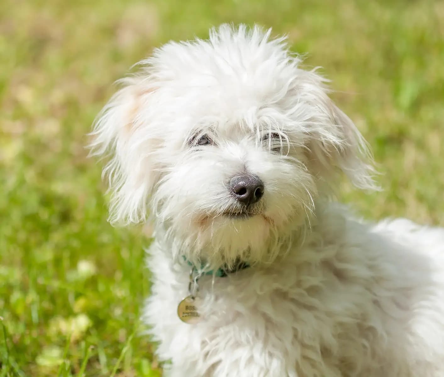 Bichon frise best sale eye stains