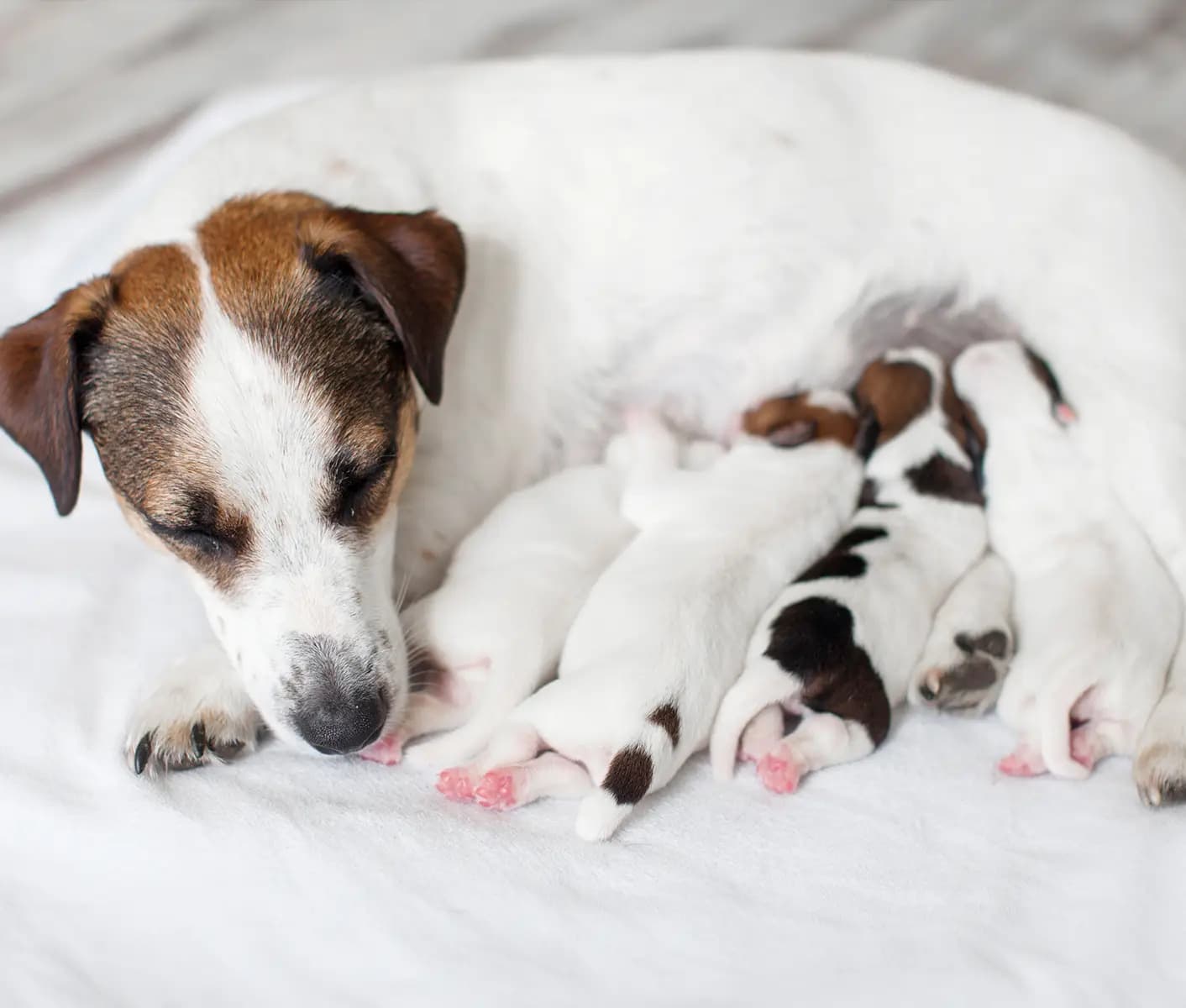 Giving milk outlet to dogs