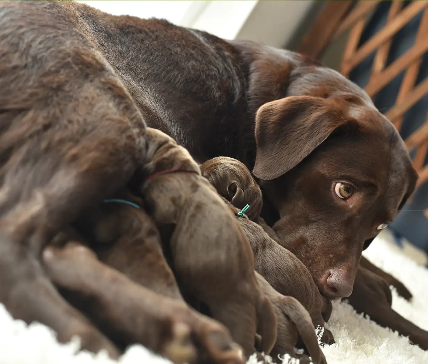 Mother dog shop not producing milk