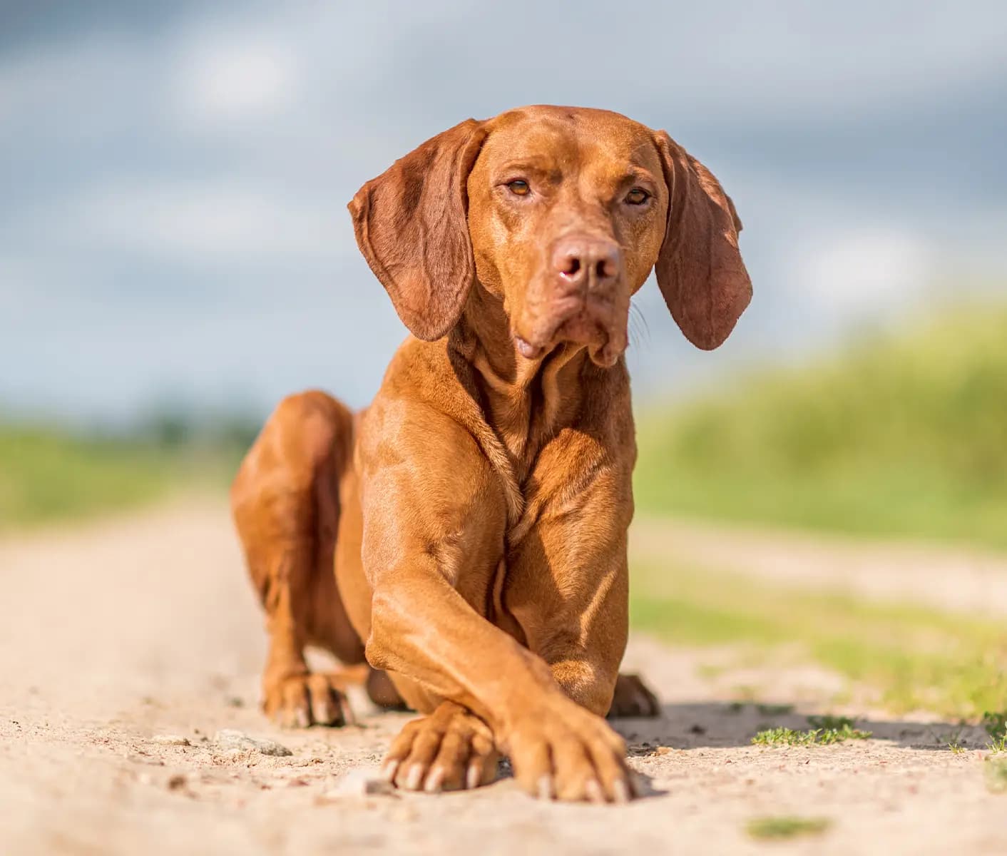 Female dog not getting hot sale pregnant