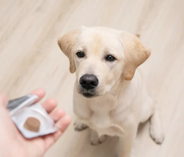 dog taking a pill