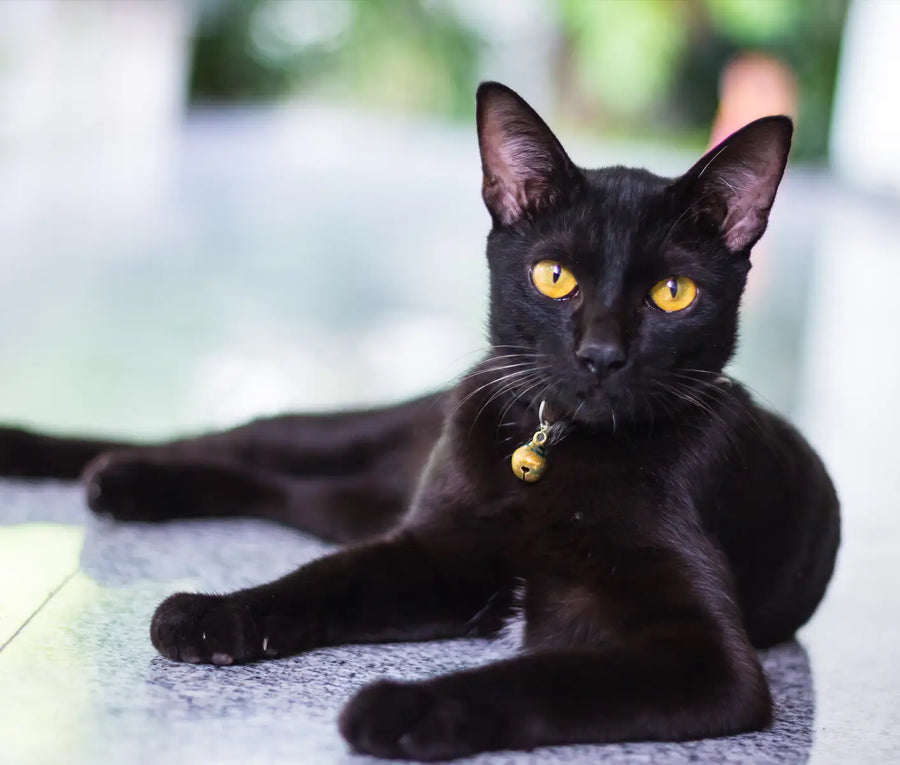 Tritrichomonas foetus in Cats