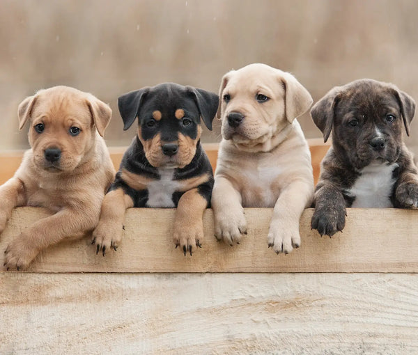 4 Tips for Weaning Puppies