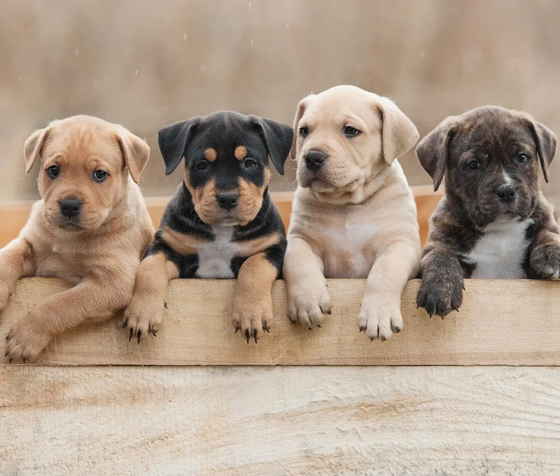 4 Tips for Weaning Puppies