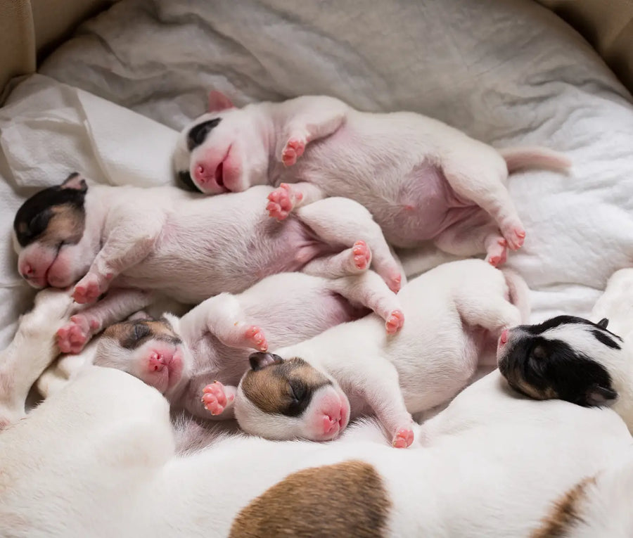 My First Litter: 5 Things to Know Before Raising a Litter of Puppies