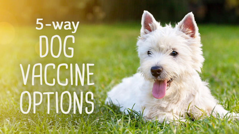 A Closer Look at 5 in 1 Dog Vaccine Options: Not All Dog Vaccines are Created Equal