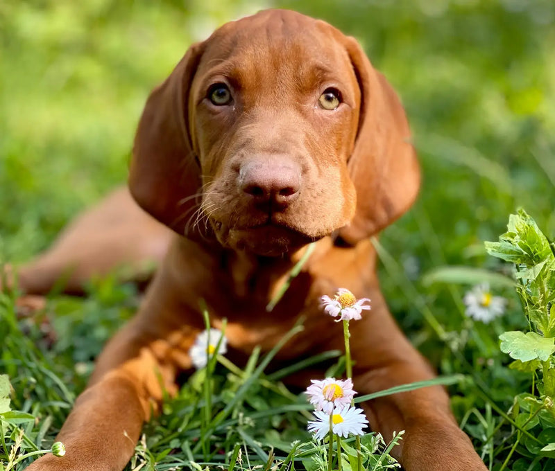 Active Ingredients in Wormers | Revival Animal Health